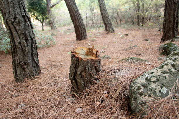 How Our Tree Care Process Works  in  Horace, ND