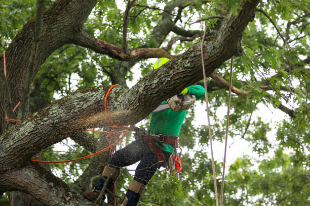 Best Hedge Trimming  in Horace, ND