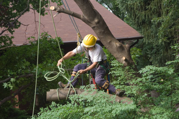 Best Tree Trimming and Pruning  in Horace, ND