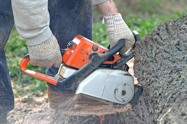 Best Stump Grinding and Removal  in Horace, ND