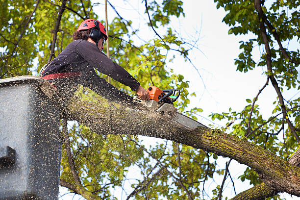 Best Storm Damage Tree Cleanup  in Horace, ND