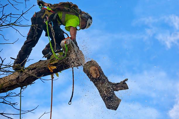 Best Emergency Tree Removal  in Horace, ND